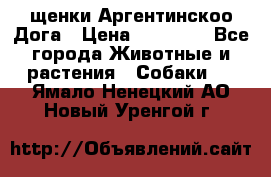 щенки Аргентинскоо Дога › Цена ­ 25 000 - Все города Животные и растения » Собаки   . Ямало-Ненецкий АО,Новый Уренгой г.